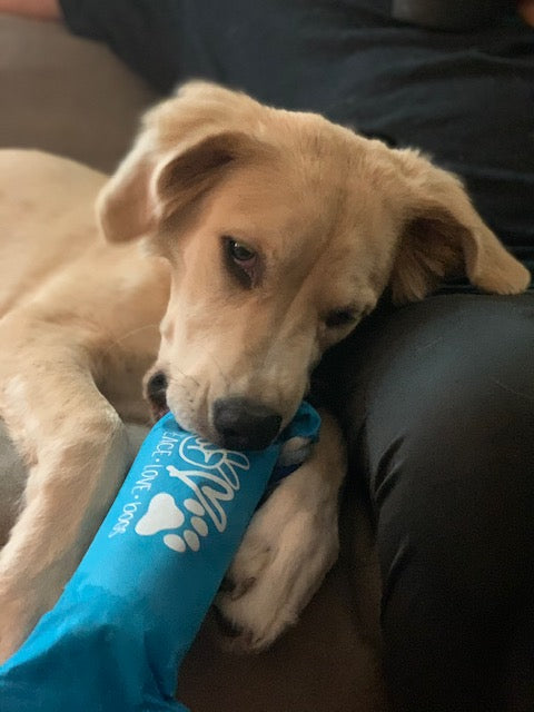 Crunch Fun Dog Toy