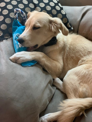 Crunch Fun Dog Toy