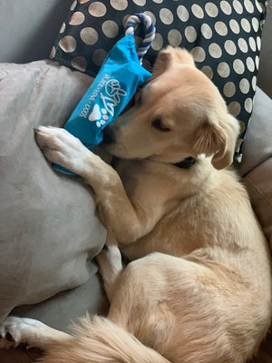 Crunch Fun Dog Toy