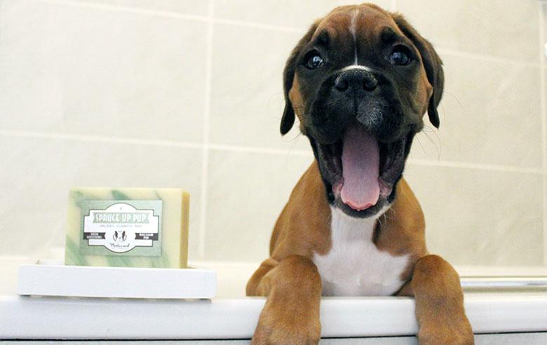 Spruce Up Pup Shampoo Bar