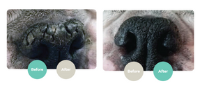 Snout Soother Travel Stick